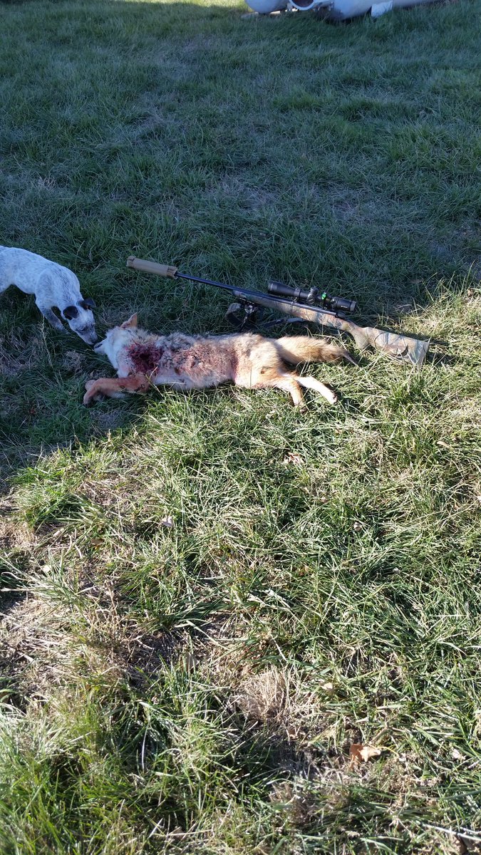 groundbeef69's tweet photo. New supressor scores it's first kill #fromtheyard #243win https://t.co/apcf4XWnPo