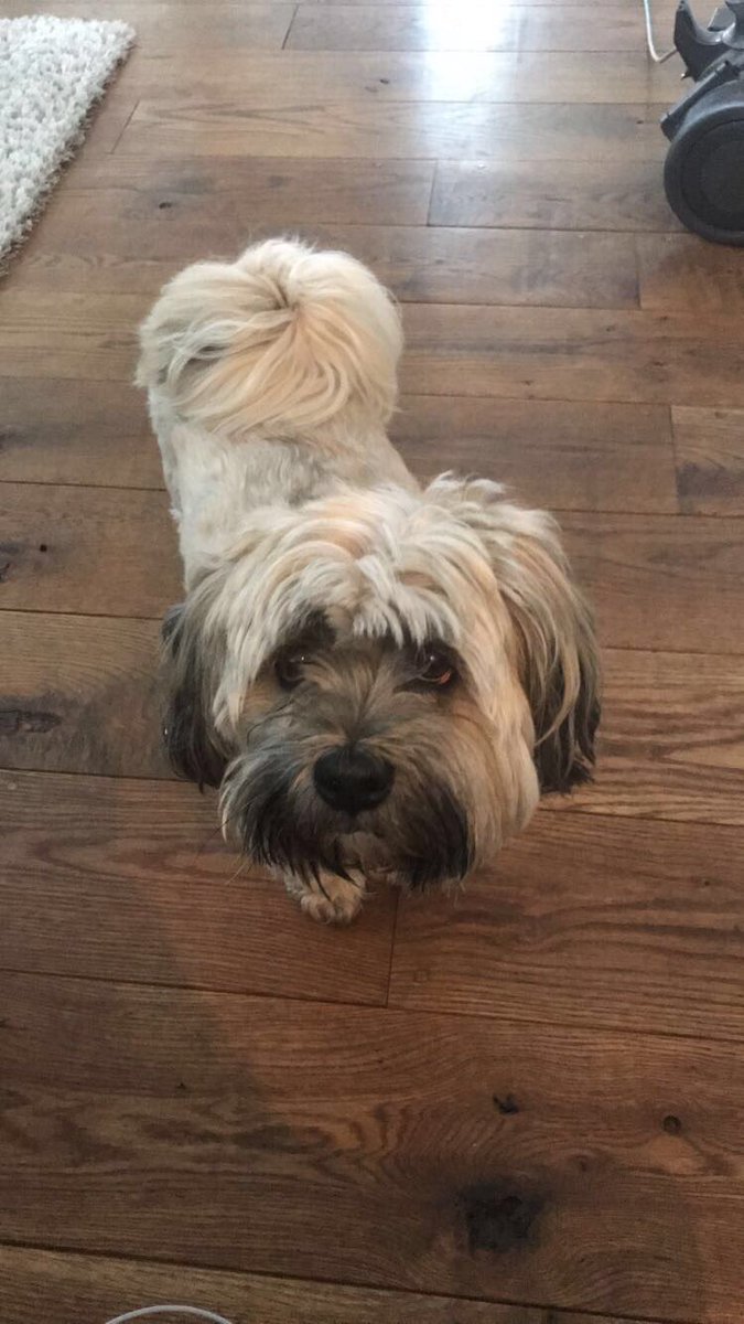 katie__loux's tweet image. This dog mannnnnn 😍💔 #Bobthedog