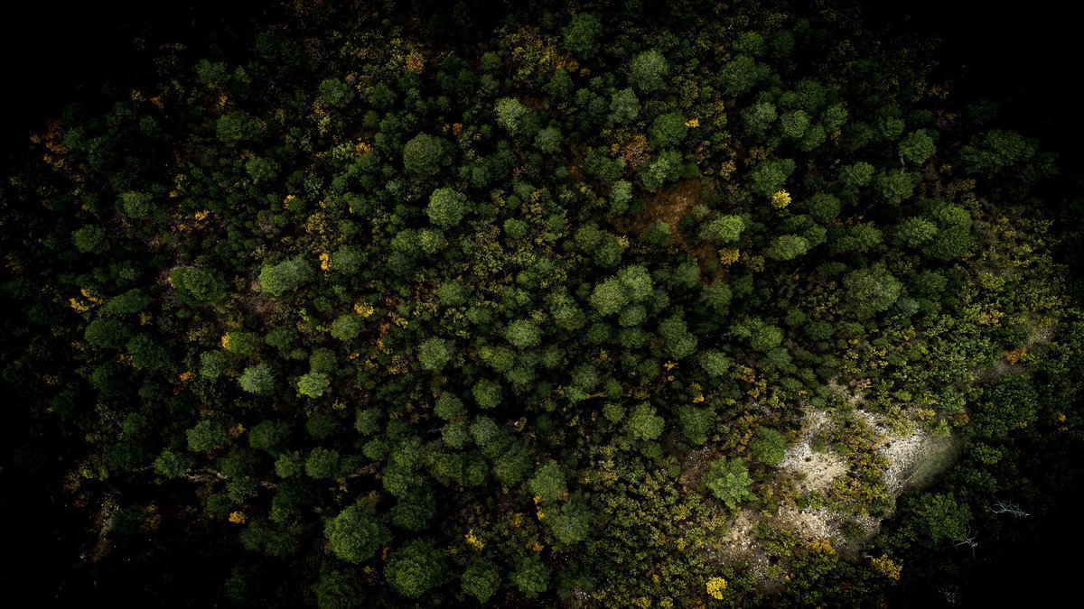 dgdrone's tweet photo. Forest. Phantom4pro @Freewell_Gear nd filters #dgdrone #dron #drone #drones #freewellpro #tree #nd #filter #filmmaker #aerialfilmmaker #photography #photogrpher https://t.co/9TX8tS9XCs