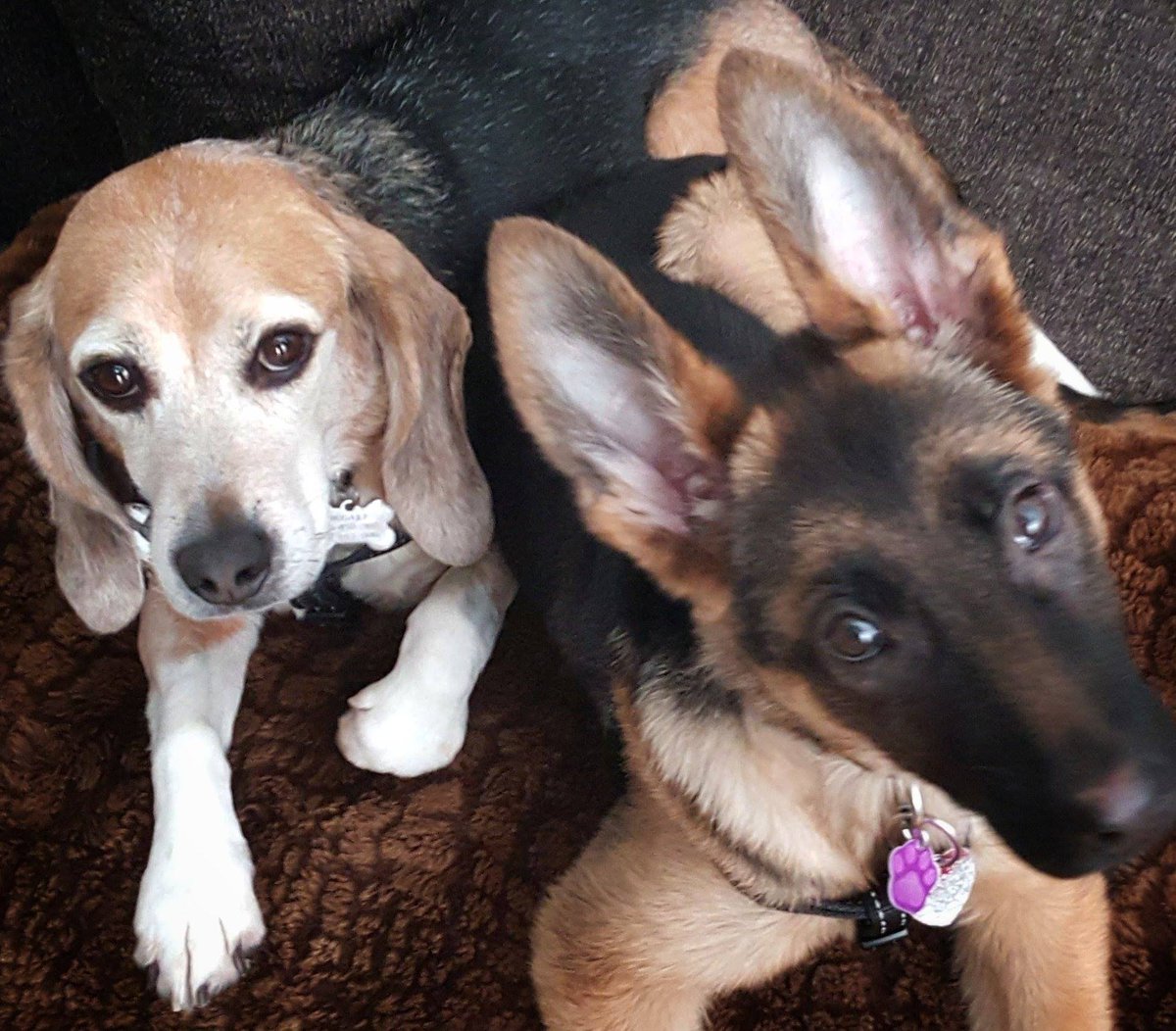 beaglefreedom's tweet image. Boots &amp;amp; Bogart! We love you! One of our many super cutie odd couples!

We rescued Bogart from animal testing and we rescued Boots from the dog meat trade in China – so you can understand how these two have become best buddies!