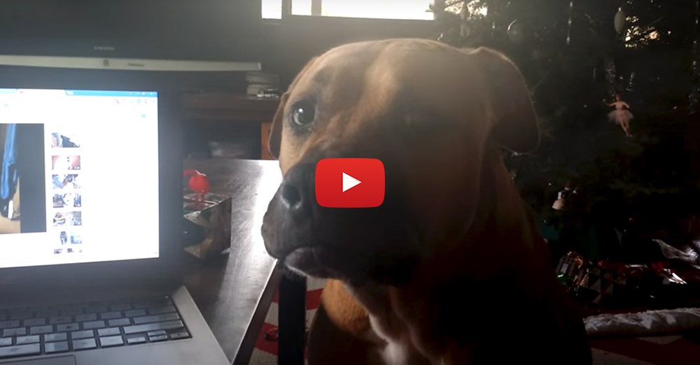 EntirelyPets's tweet image. This #dog can't howl, but his attempts are #adorable! - bit.ly/1Q18m5P