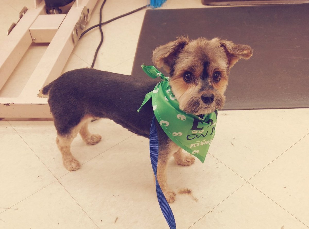 Sweet Pea is ready for Halloween fun after a spaw day with Miss Amy. #moments #lifeatpetsmart
