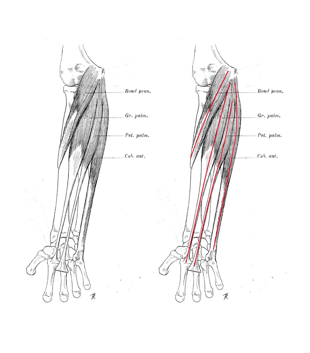 伊豆の美術解剖学者 على تويتر 前腕など筋が密集して理解しにくい場合は 筋の中央あたりを通過する仮想軸を描くと整理できる 描かれた仮想軸は 筋の主な収縮方向を示す この方法は 古くは レオナルド ダ ヴィンチが採用している