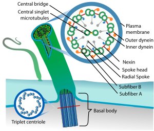 This is a diagram of Cilia, your favorite organelle!! #SIONOrganelle #Sion #Cilia
