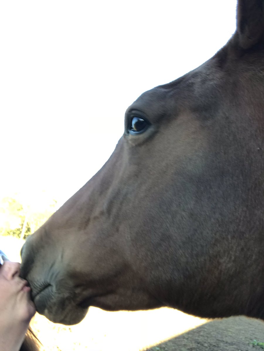 racing_fillies's tweet photo. Freya!!! Let’s do #selfies tonight!!
“Not feeling it... go ask Snoot...”
Snoot, that kiss tastes like feed!!!
#mareprobs #lovemygirls #theyaresilly https://t.co/RV6RsGFs3r