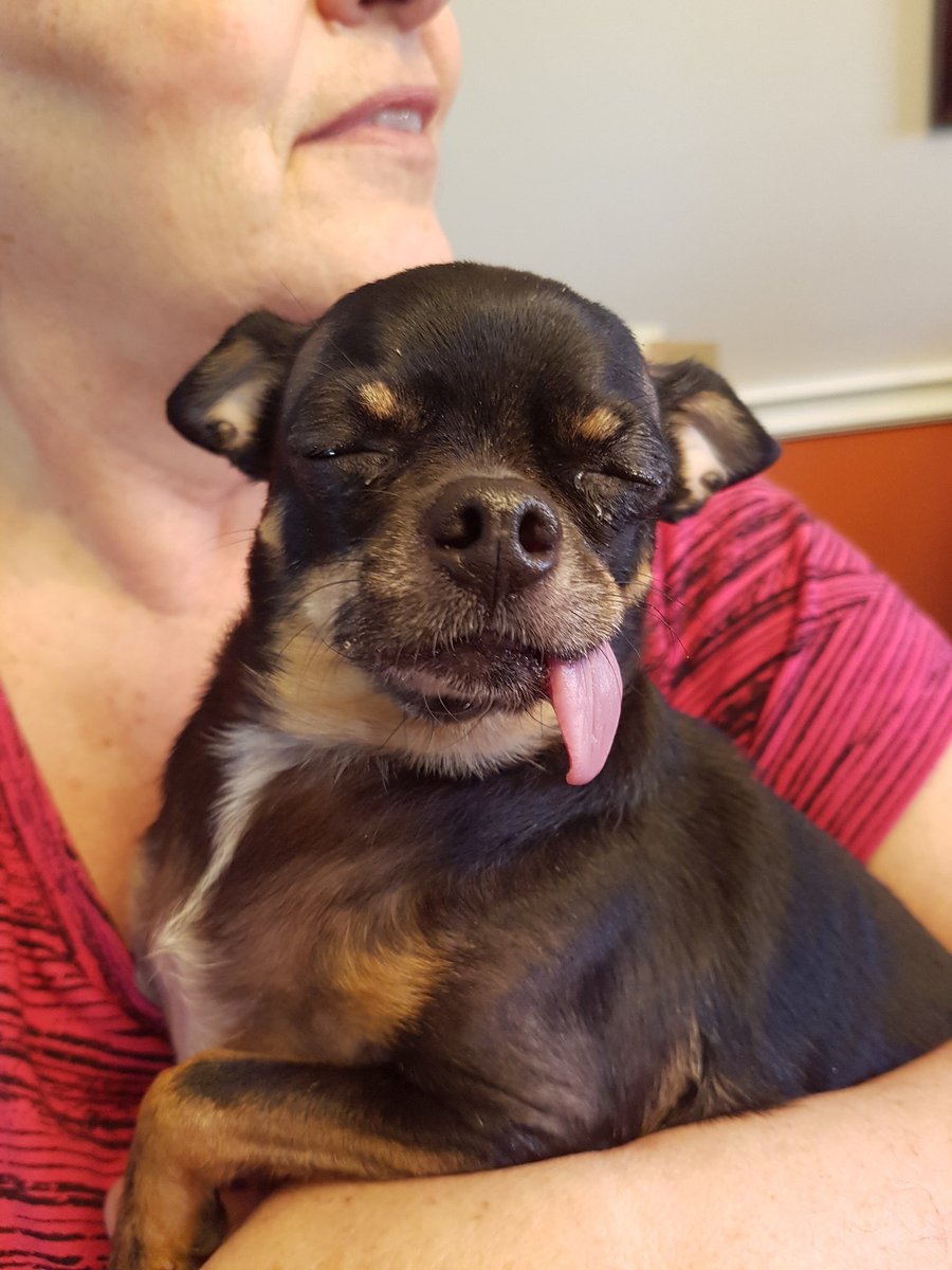 DogsWithRhymes's tweet photo. This is Taco the Chihuahua.
Soft shell kind of lovin’.
Tongue’s out, suppertime.
Dinner’s in the oven. https://t.co/X6evkFB5mJ