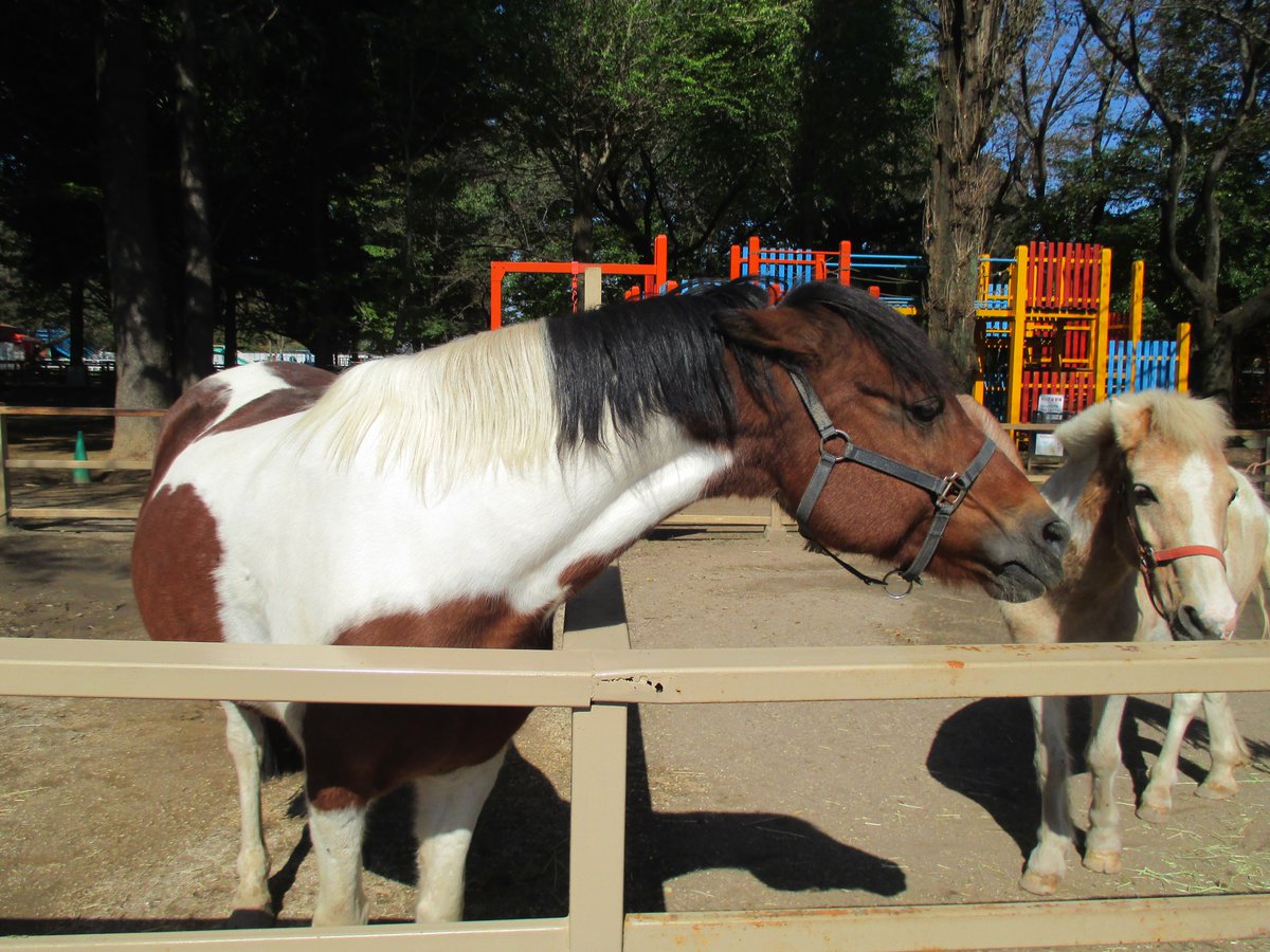 清水公園ポニー牧場 わたしが先におやつを食べるの と先輩のクルミににらみをきかせるフジコさん 強い