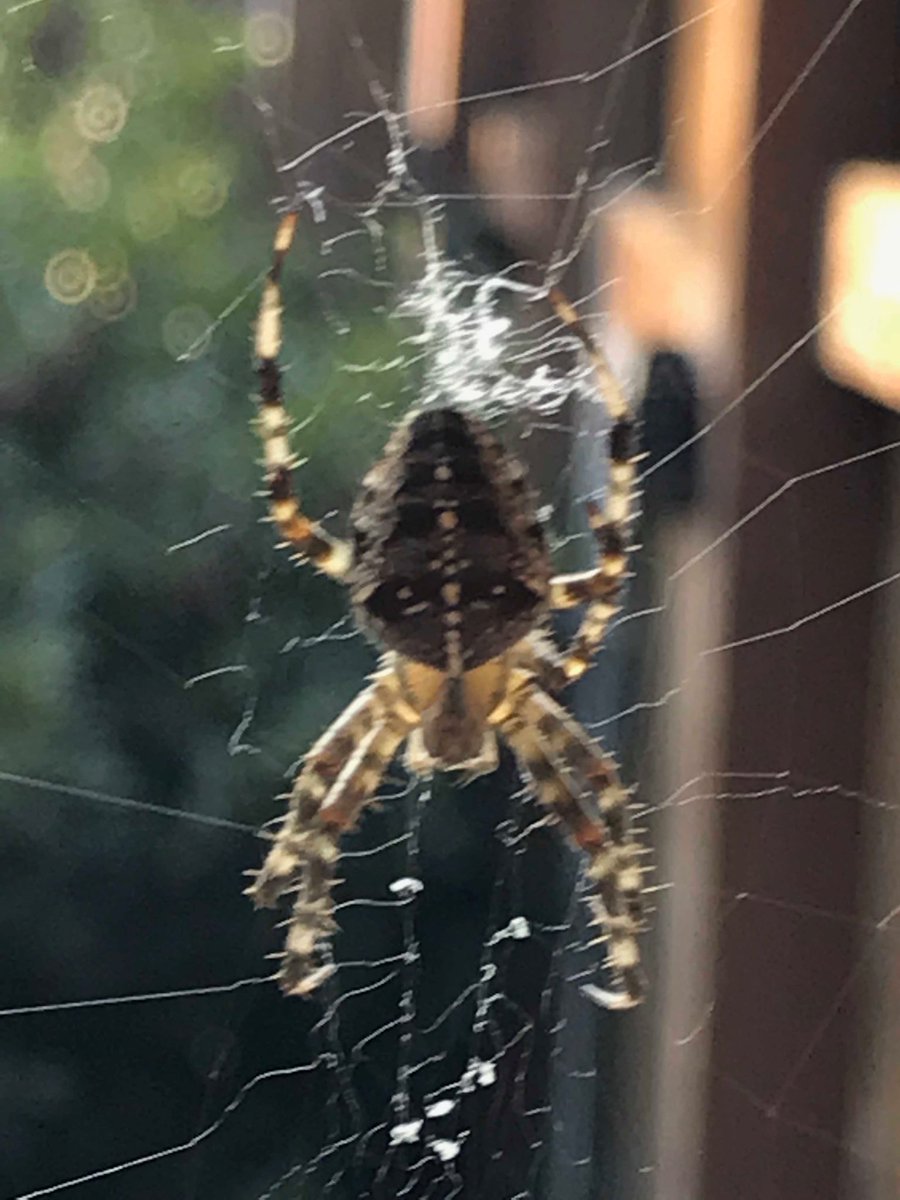 Lisa (@lisaeducate) on Twitter photo Busy spider weaves a fragile web.   #spiders #spinning #talent #determination #fallwalks #fall #insects #beautiful Busy spider weaves a fragile web.   #spiders #spinning #talent #determination #fallwalks #fall #insects #beautiful