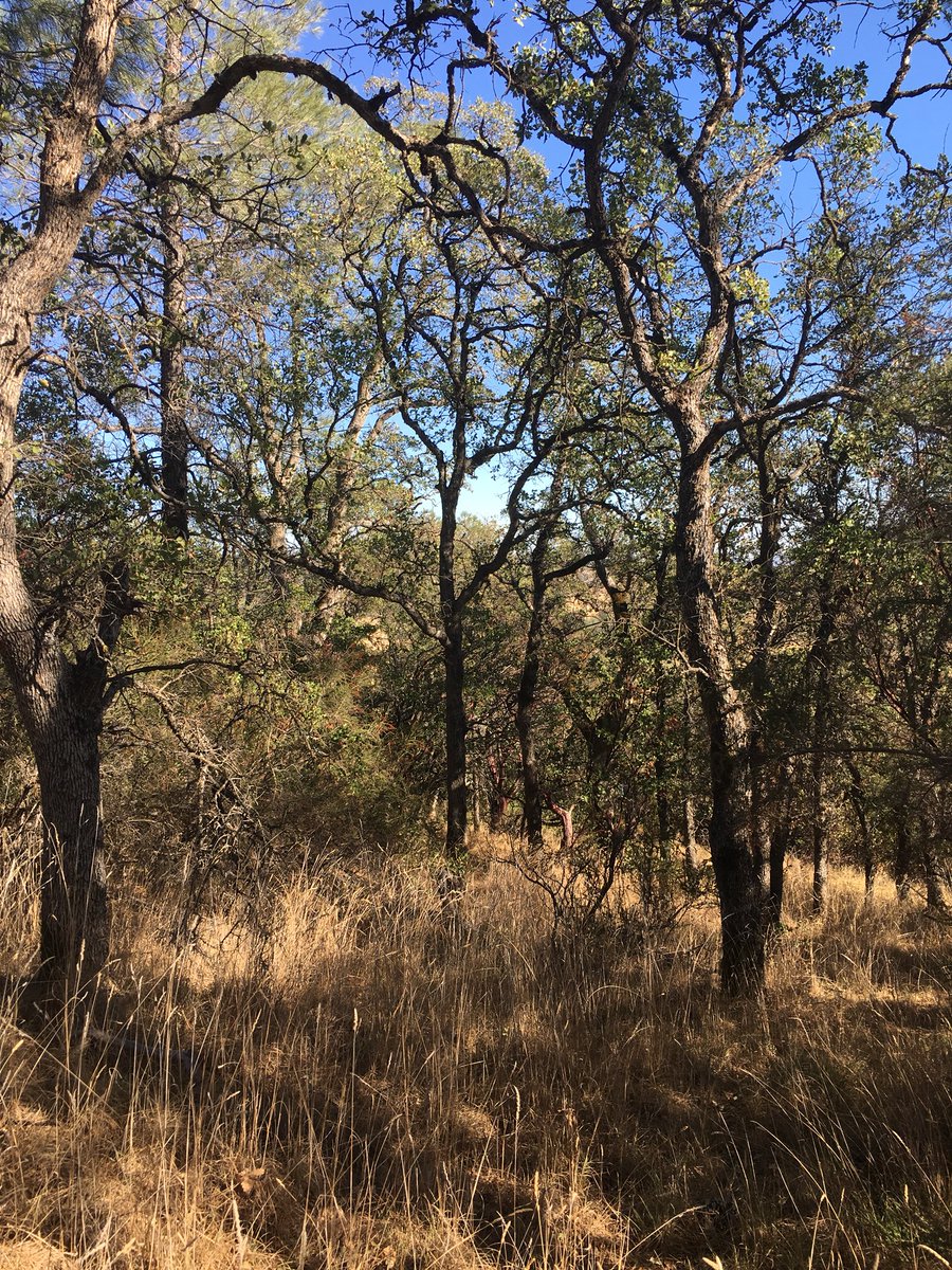 Bucior_ecophys's tweet image. Heading back from a week in the #UCNRS. We spent our last few days inside oak woodlands and serpentine chaparral ecosystems at the @ucdavis McLaughlin Reserve.