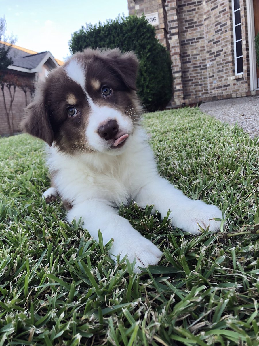 francescableyss's tweet photo. This is Lola! She’s still stumbling over her feet but baseball is her calling. Favorite hobby: napping. 13/10 good girl😍 https://t.co/OrItbIOGlG