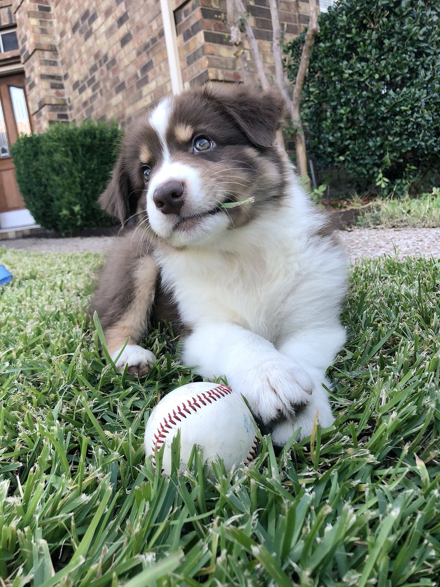 francescableyss's tweet photo. This is Lola! She’s still stumbling over her feet but baseball is her calling. Favorite hobby: napping. 13/10 good girl😍 https://t.co/OrItbIOGlG