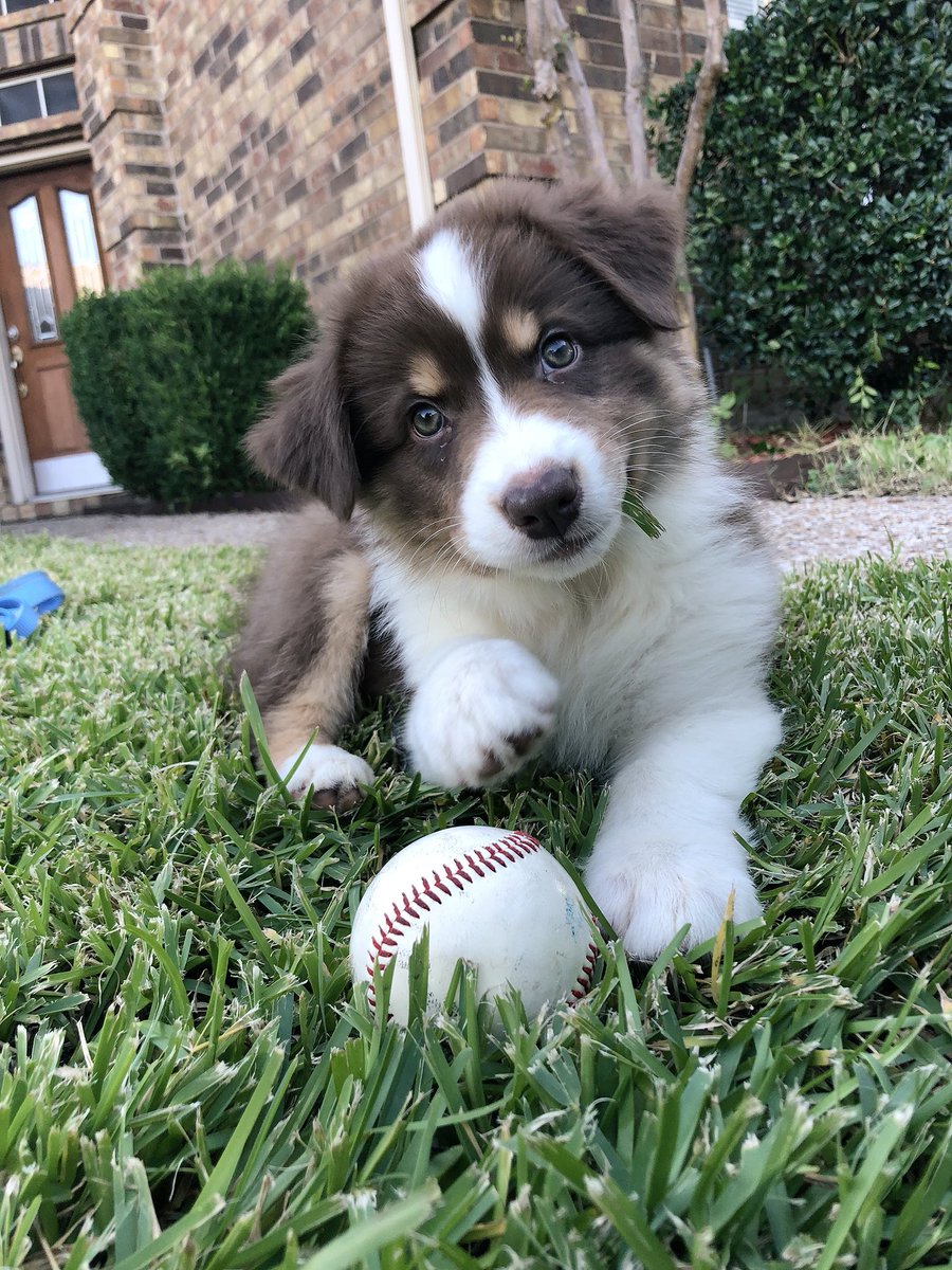 francescableyss's tweet photo. This is Lola! She’s still stumbling over her feet but baseball is her calling. Favorite hobby: napping. 13/10 good girl😍 https://t.co/OrItbIOGlG