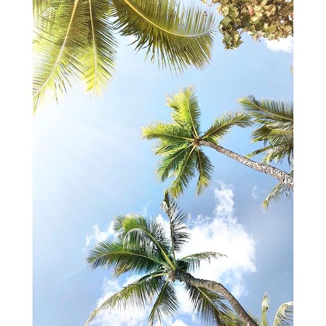 Reposting @be_ovi:
From #hawaii with #love .
. .
#spring #october #hello #fly #sky #view #landscape #winter #january #skylovers #feeling #beach #beachlovers
.
.
.
#minimal #minimalism #minimalist #summersunselection  #kindcomments #sun #palmeras #palmeiras #palm #nature #view