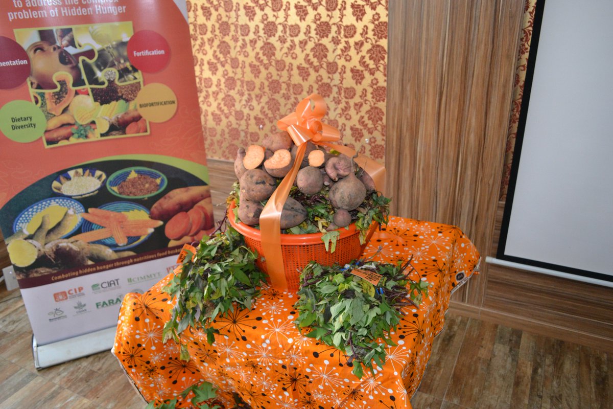 Nigerians welcome the newly released variety of Nutritious Orange-fleshed sweetpotato #sologold  to fight #hiddenhunger  provide #nutritionSecurity  <a href="/projectbnfb/">BNFB Project</a> <a href="/Cipotato/">International Potato Center</a> <a href="/JanLow1/">Jan Low</a> <a href="/HarvestPlus/">HarvestPlus</a> <a href="/HarvestPlus_Ng/">HarvestPlus Nigeria</a> <a href="/safajar/">Sara Fajardo</a> learn more bit.ly/2xQFoSP
