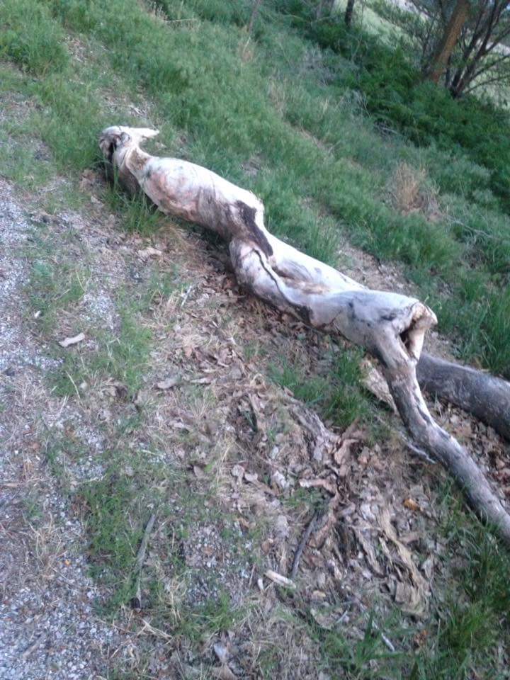 undeadd0lphin's tweet photo. Dead alien??? #cryptidsighting #cryptid #confirmed #iwanttobeleive https://t.co/Wwi2dJYgDO