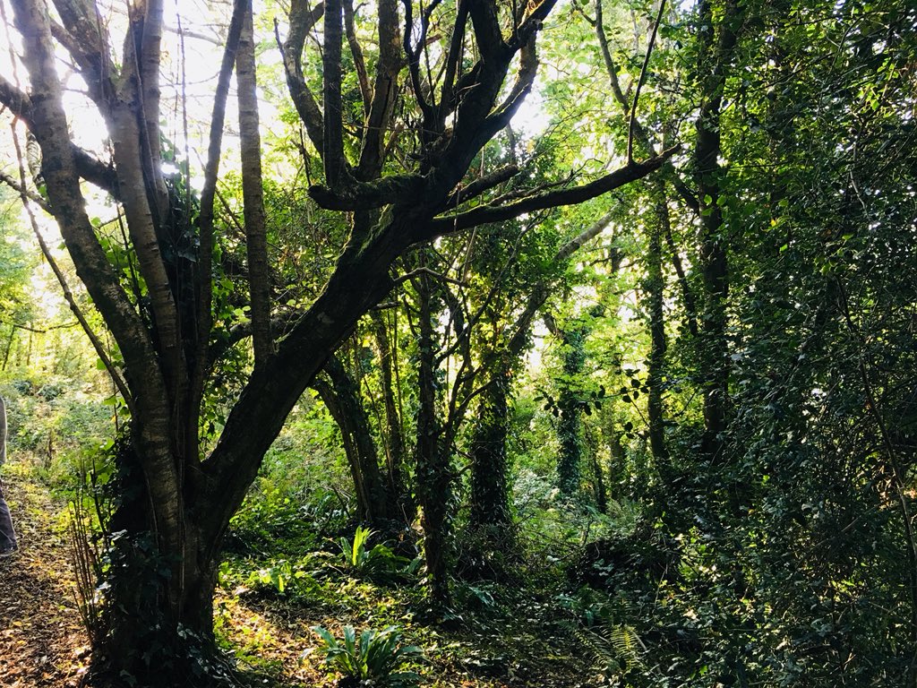 SingaporeSAGG's tweet photo. #MondayMotivation #Autumn #Light : “Somewhere on the east coast of #Cornwall. My fav childhood beach, along an enchanting walk in the post blackberry scented coppiced woods, stories told, with my own children grown tall...” JW #artlife #CornishMagic #SWisbest https://t.co/okbu2UEmKe