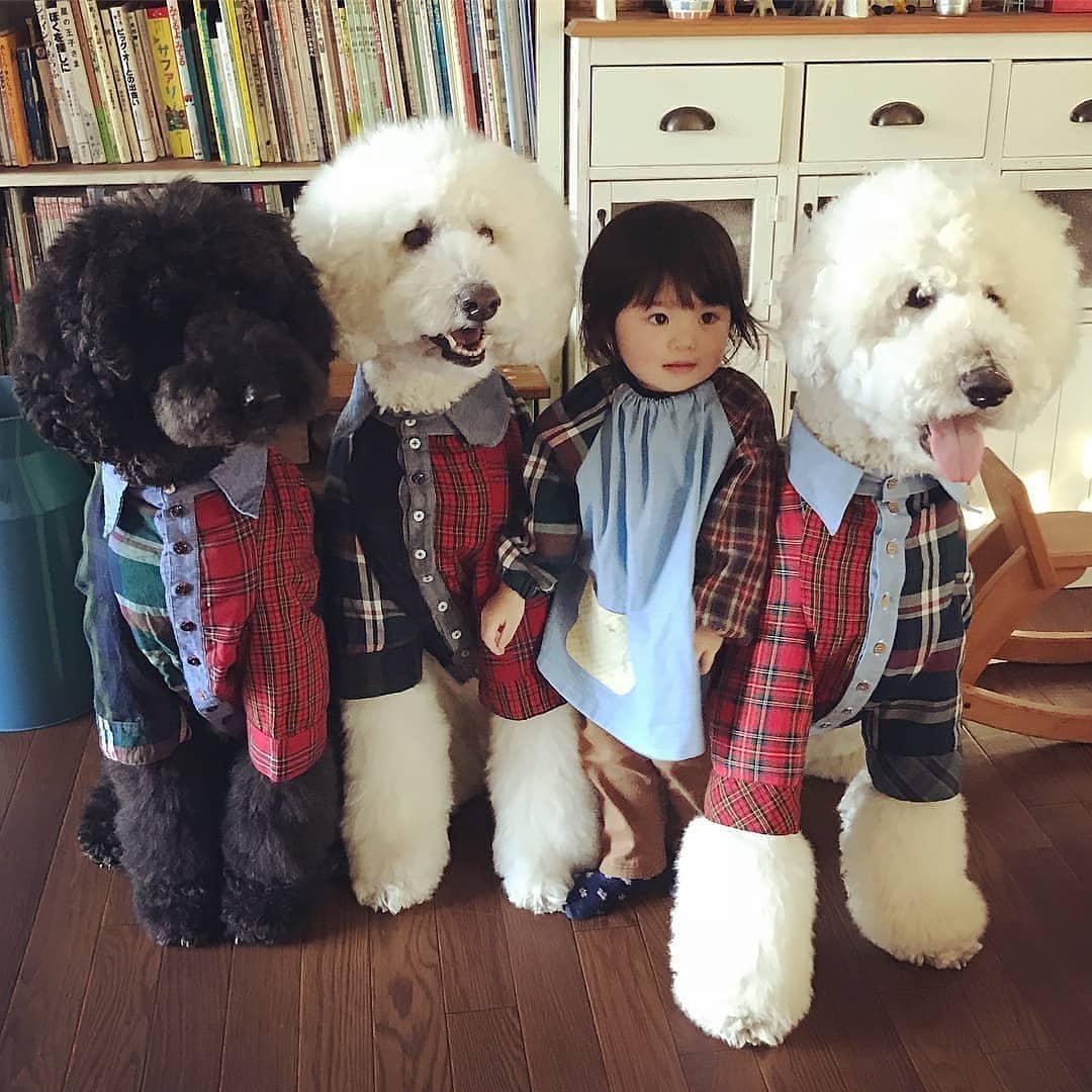 PetPawWorld's tweet photo. Mame and her three standard poodle BFFs are the ultimate friendship goals!❤The cutest quartet ever seen!🤗😍
.
Follow @petpawworld
.
https://t.co/iI36mtsW9F
.
📸:@tamanegi.qoo.riku
.
#poodle #poodlelove #poodlelover #instapoodle #petpawworld #love #cute #adorable https://t.co/MWg9gB8syU