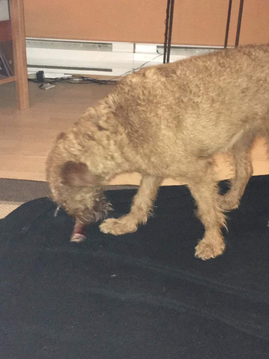 DublinIrishPup's tweet photo. #steakbone #pals โ๏ธโ๏ธโ๏ธ
Thinking of you ๐๐คค๐ค https://t.co/9sc58kM4bv