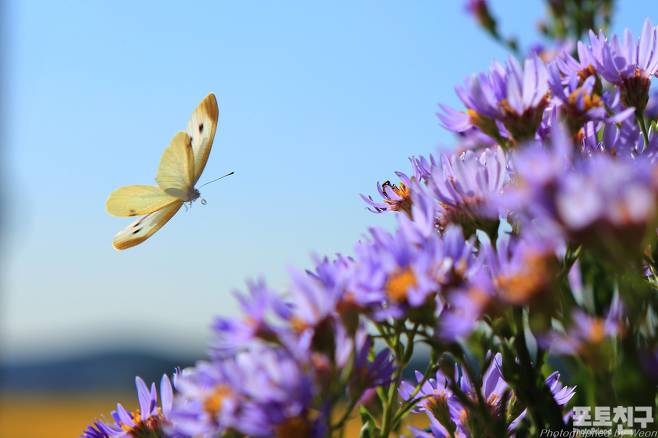 당신은 나비입니다.

이제 그만 똥파리들 세계에서 빠져나와...
다시 당신의 모습을 찾길 바랍니다.

협박질, 욕설, 인격살인, 비하, 갈라치기, 후원금 팔이, 공갈, 거짓 등등...
온갖 오물들이 넘쳐나는 그 시궁창에서 돌아와...
멋진 날개 짓을 다시 하셨으면 합니다.

아직 늦지 않았습니다.