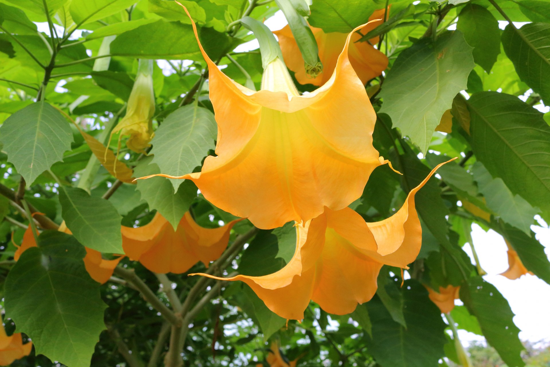 Modu Pa Twitter というかロクでもない花 にばかり目がいく私よりもっとお花を愛でてる人に訊くほうが面白いんじゃないかな マシマロちゃん置いときますのでエレンに似合うだったりイメージぴったりだったりな推し 花 をお持ちの方いらっしゃったら是非こちらへ