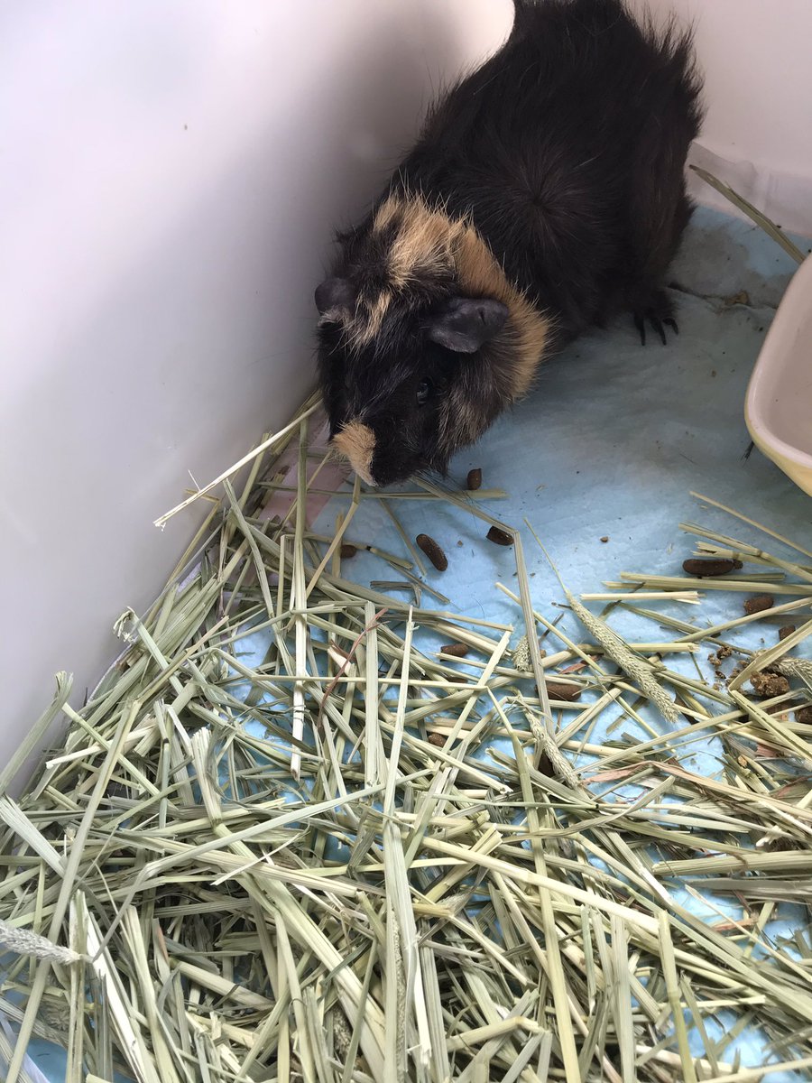 あちゃぽんず@the.クズ系配信者。 (@acha_ponz) / Posts / X