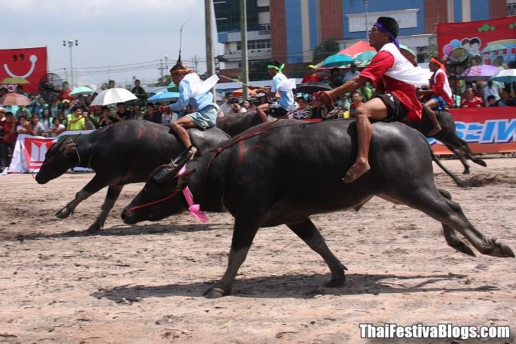 Richard Barrow on Twitter: "The Chonburi Buffalo Racing on Tuesday 23 October #Thailand #ThaiFestival https://t.co/9MPt2g2gDz" / Twitter