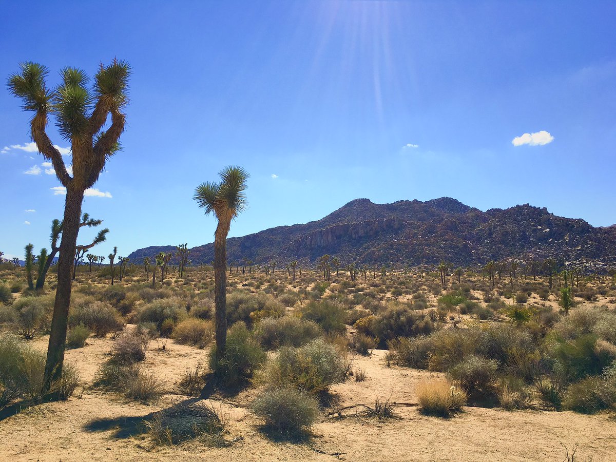 #JoshuaTree