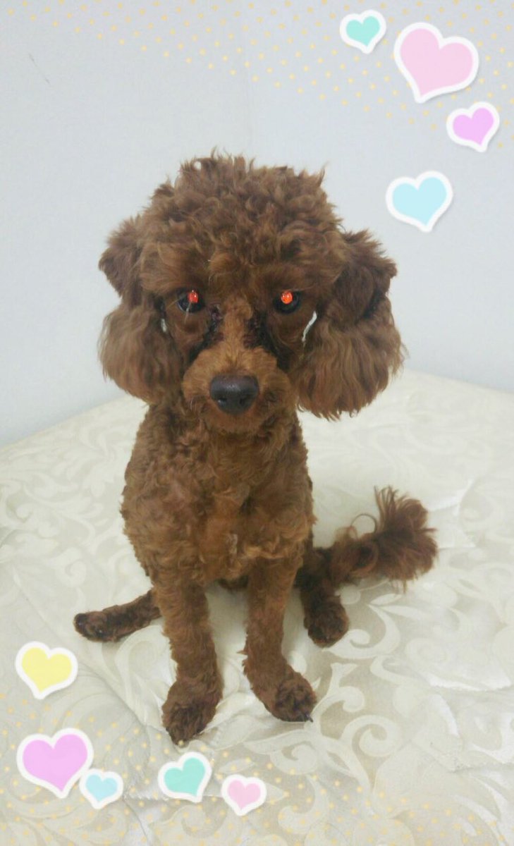 篠原淳美ドッグ オーナーズスクール 預かり犬のﾀﾛｳ君 酷かった甘噛み 95 位やらなくなりました ｲﾝﾀｰﾎﾝがなるといちいち吠えてましたが 今は一切吠えなくなり お座り待てもほぼ完ぺき どんどんお利口さんになっていきます トイプードル 篠原