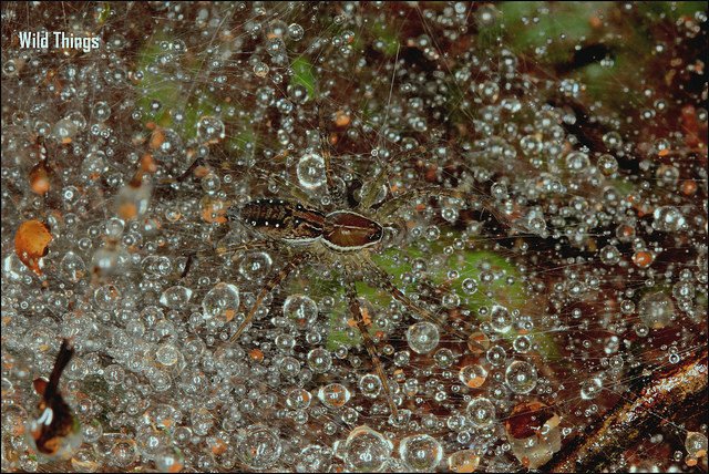 SaevusWildlife's tweet image. Grassland funnel web spider photographed by Satyen Mehta 
#macrophotography #webspider #photography #SaevusGallery #Grasslanf #Saevuswildlife #insect #insectphotography