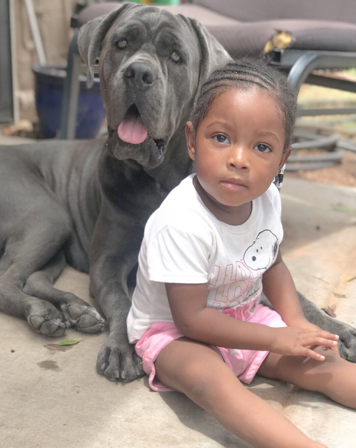 Cane corso with children sale