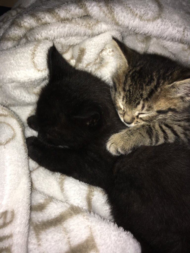 V3snaBan's tweet photo. J... se njima za ponedeljek! 😉 #mojadva ❤️❤️ https://t.co/B56C1MGRZb