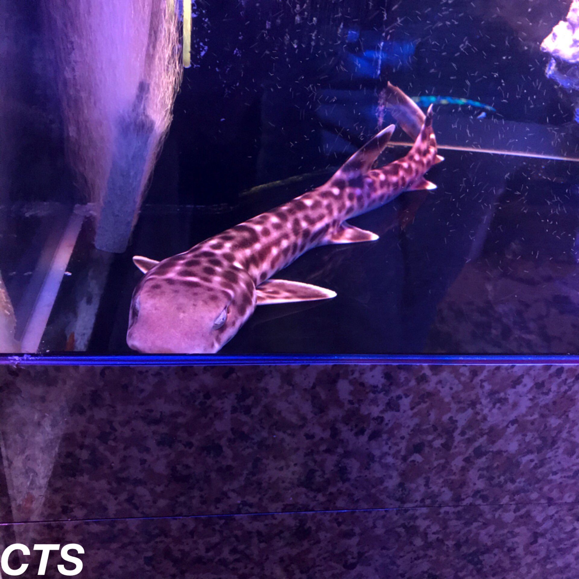 公式 Create The Sea クリエイトザシー 本日14時 時までの営業となります 是非ご来店下さいませ コーラルキャットシャークや コバンザメもストックしています コーラルキャットシャーク コーラルキャットシャーク販売 コバンザメ コバンザメ