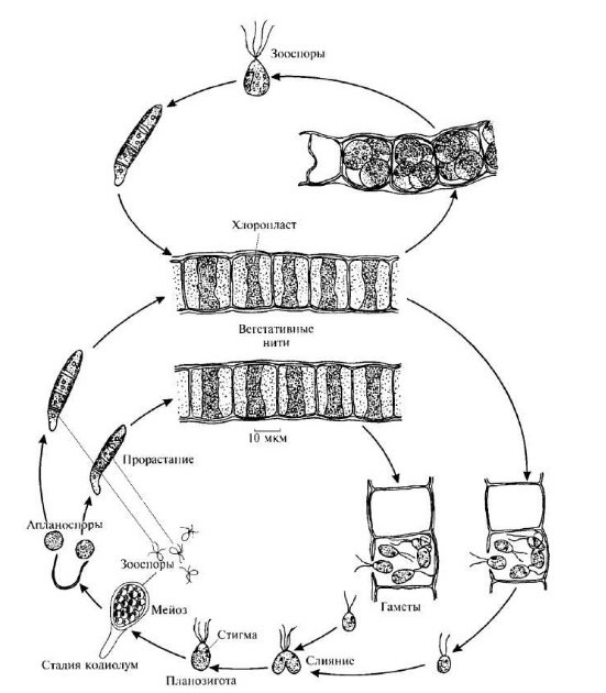 Схема жизненного цикла улотрикса. Цикл развитияулорикс Сема. Цикл развития улотрикса схема. Жизненный цикл улотрикса схема. Улотрикс цикл развития схема.