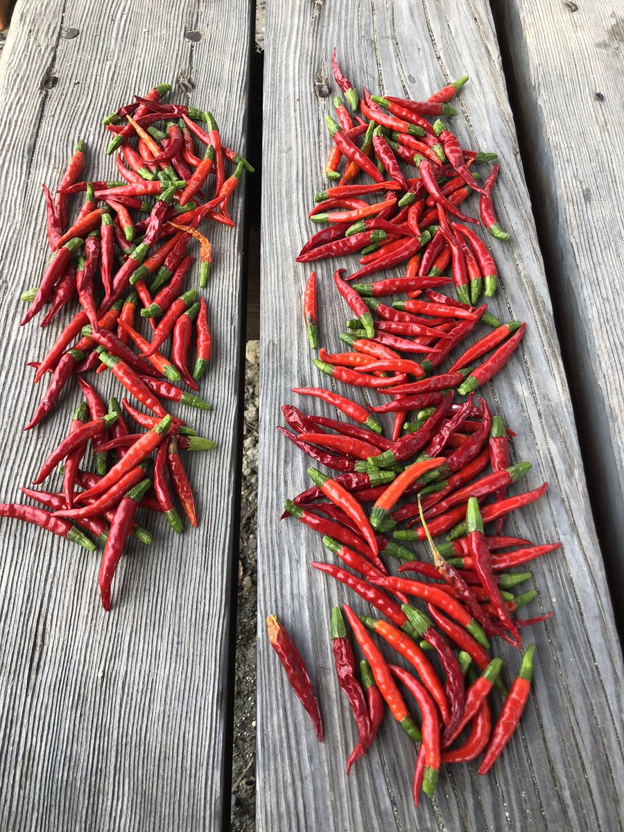 ばっちょ 家庭菜園 白菜とキャベツに防虫ネット設置完了 ブロッコリーとカリフラワーは葉っぱ食べるわけじゃないから放置 久々の収穫 鷹の爪唐辛子 毎日食べるものじゃないから 1年分ぐらいはあるかな