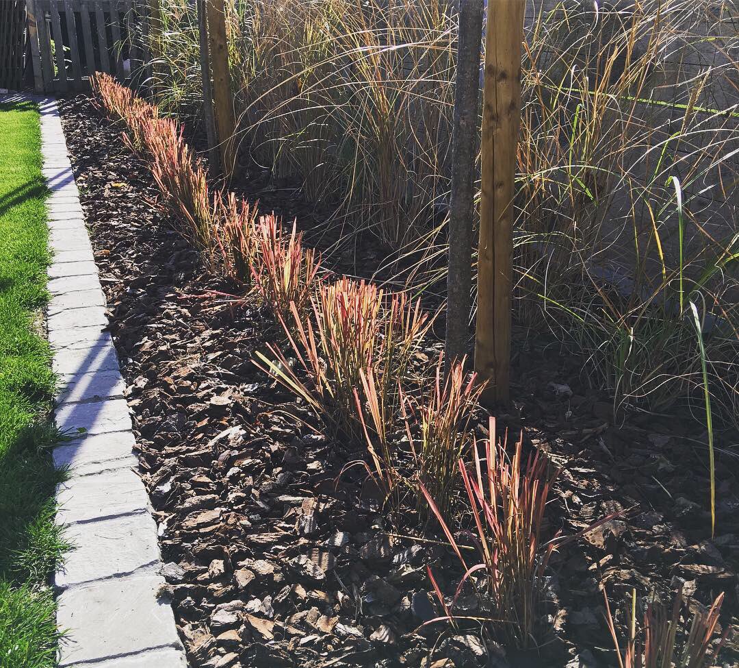 HovenierB's tweet photo. De tuin kleur geven #groen #gras #catalpa #catalpabignonioidesnana #miscanthus #miscanthussinensisflamingo #imperatacylindricaredbaron #sierschors #pijnboomschors #platines #tuinaanleg #gardening #workhardplayhard #hovenier @ Jabbeke, Belgium https://t.co/jjoVpJPkyk