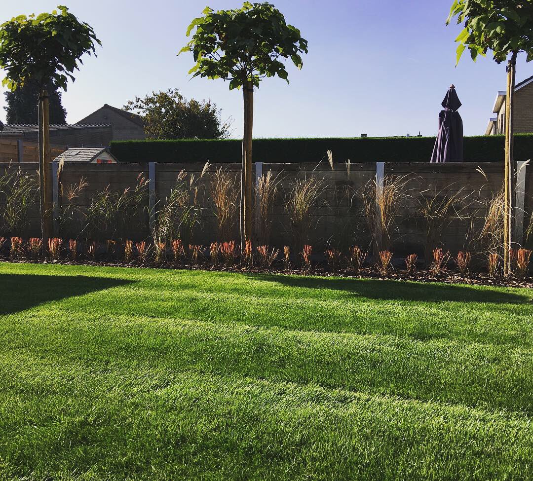 HovenierB's tweet photo. De tuin kleur geven #groen #gras #catalpa #catalpabignonioidesnana #miscanthus #miscanthussinensisflamingo #imperatacylindricaredbaron #sierschors #pijnboomschors #platines #tuinaanleg #gardening #workhardplayhard #hovenier @ Jabbeke, Belgium https://t.co/jjoVpJPkyk