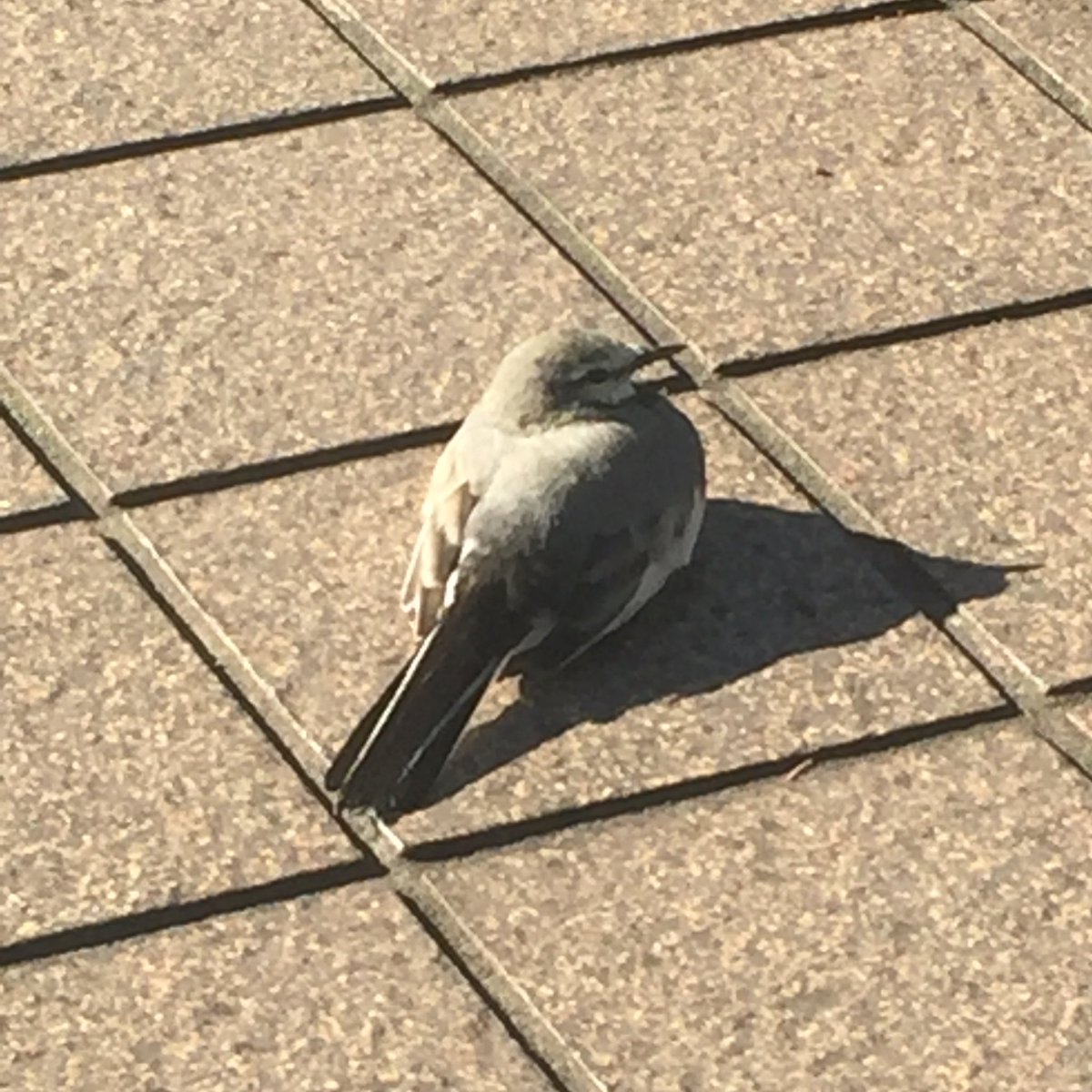 鳥と友達 鳥と友達