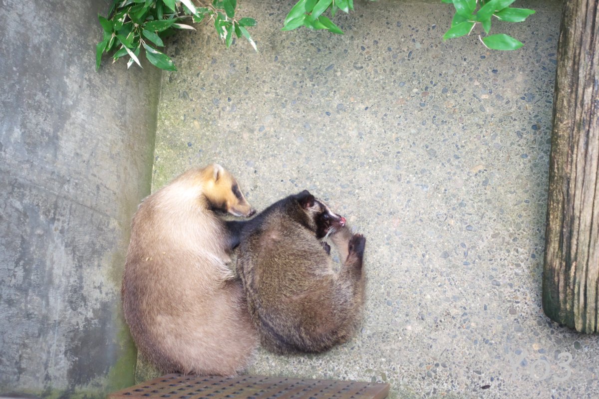 Yo3翼 En Twitter 茶臼山動物園ではハクビシンとアナグマが一緒に生活しています 仲良くよりそって寝ていました 18 9 18 茶臼山動物園 ハクビシン アナグマ
