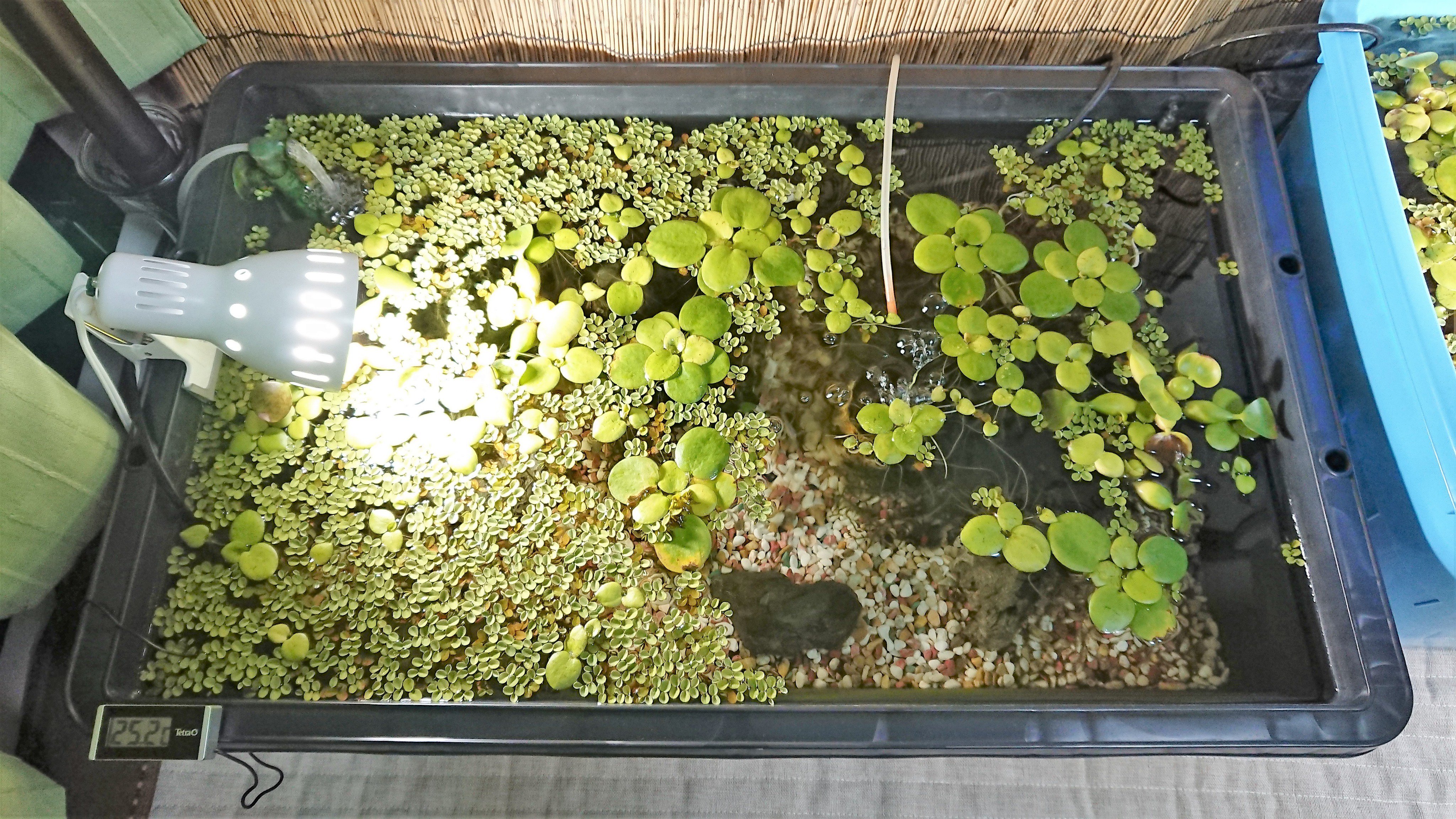 Mamoru 日中はカーテンを開けて数時間だけ日差しが当たるけどベランダ設置時のような直射日光なしで浮き草が何時まで持つか 水槽部屋とデジタル機器の部屋には置かず寝室に設置 寝る時に エアレーションでコポコポブクブクシュワシュワうるさいのでスイッチ