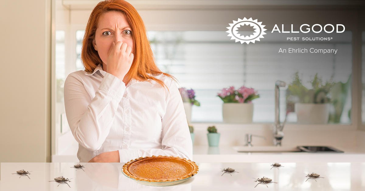 AllgoodService's tweet photo. Potpourri, scented candles, freshly baked pumpkin pie … Allgood Techs. When stink bugs invade your home, only our team of pros will do. #SmellYouLater 

https://t.co/i7YI2D4VwT https://t.co/Ss2PcYC30U