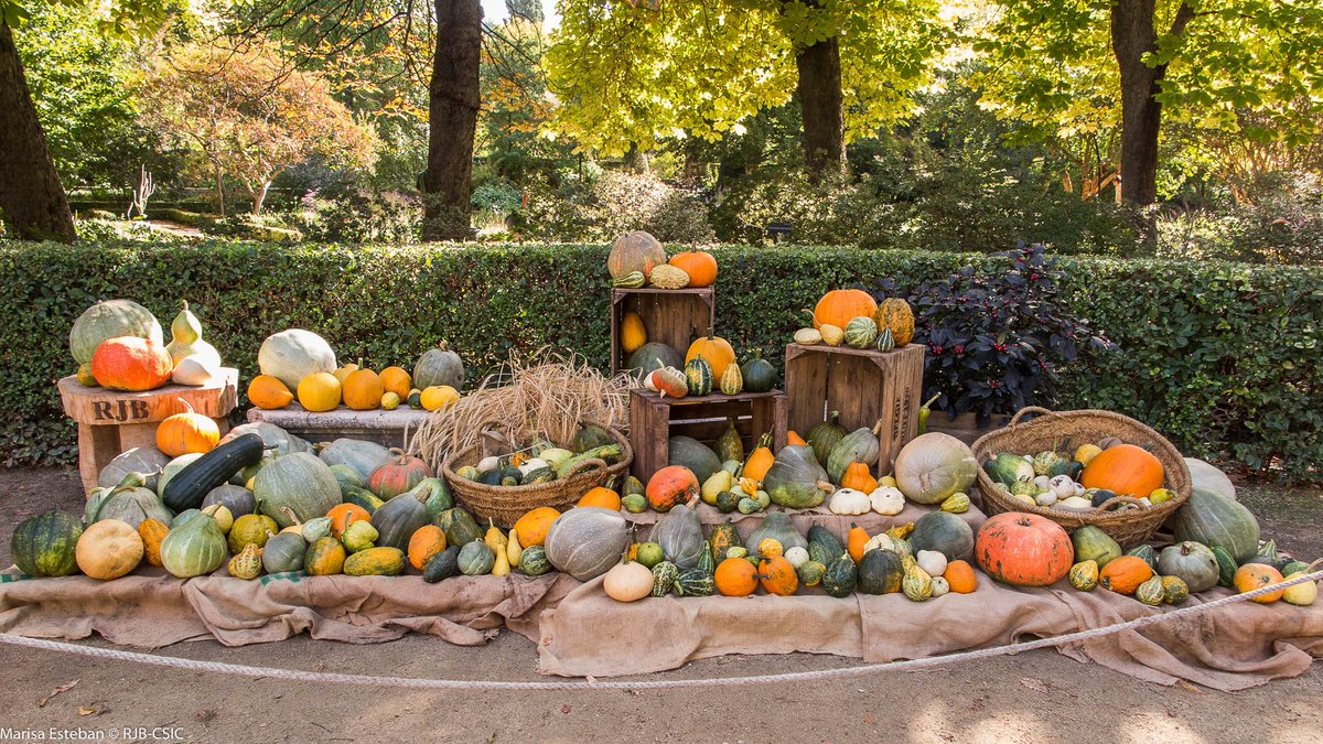 Ya hemos montado la exposición de #calabazas. Como otros años, la  encontrareis en la entrada del Jardín. ¡Viva el otoño en el <a href="/RJBOTANICO/">REAL JARDÍN BOTÁNICO</a>!  #MondayMotivation