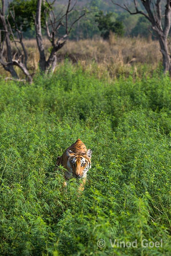 Wildnest_TP's tweet photo. Rarest encounter with a Tigress (Parwali – Known as Queen of Dhikala) https://t.co/k0taNyx3aS https://t.co/WNDtoTLaQ3