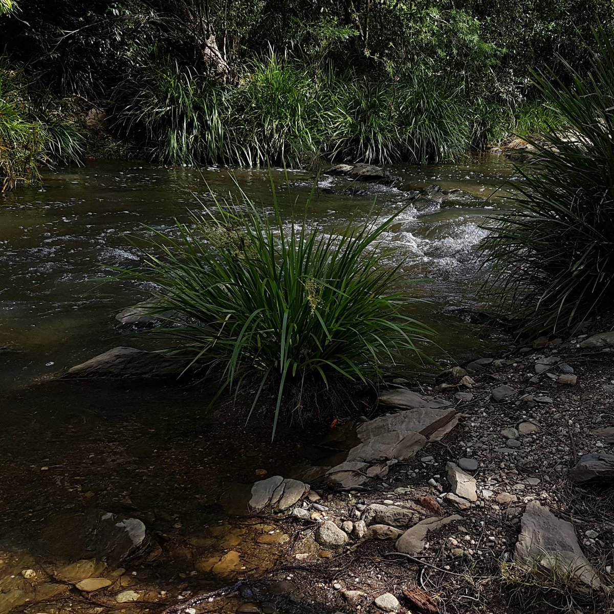 Rocksberg. #qld #travelqld #discoverqld #creek #nature_photo #nationalgeographic #nature #plants #rural_love #wow_australia2018 #greatsoutheast #water #stream #earthoffical #VisitQueensland #visitmoretonbayregion #moretonlifemagazine  #thephotohour footsiephotos.com