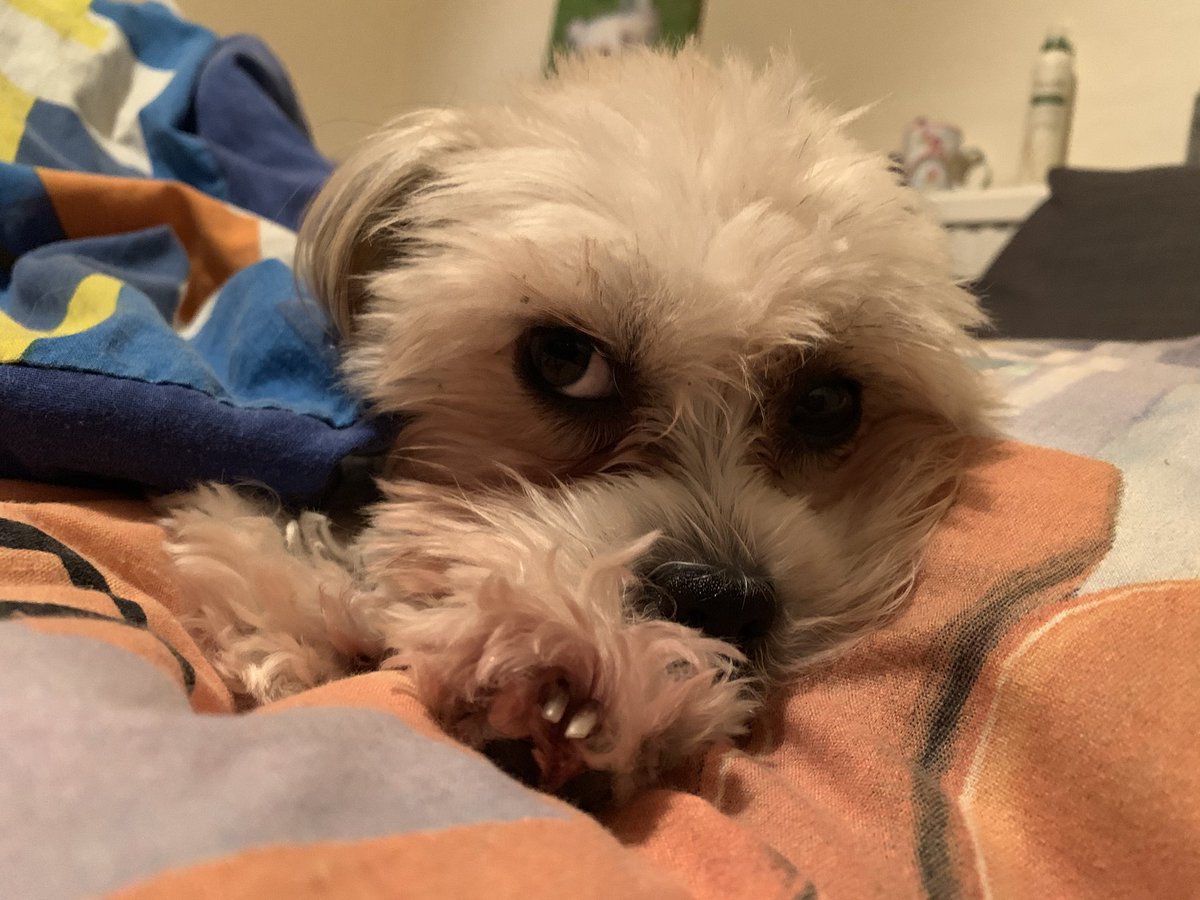 Puhthepuppy's tweet photo. When the hooman turns the light on as it’s time to get up #MondayMotivation #weekenddone #rude #cute #dog #puppy #dogsarefamily #ZSHQ #iampuh 🐶🐾💕 #SheIsTei🐶🐾💕 https://t.co/kjcYJTlcs4