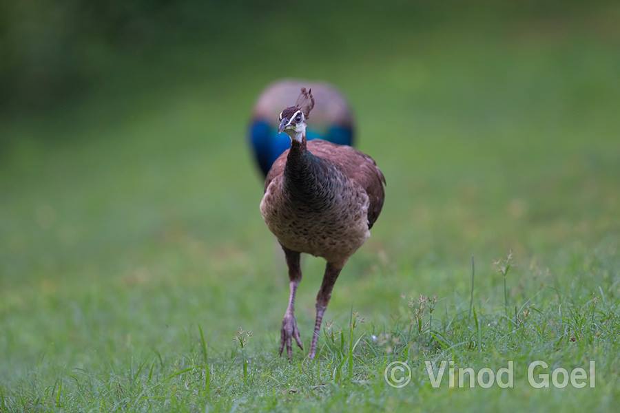 Wildnest_TP's tweet photo. Conversation from the heart between the Peahen and the Peacock… https://t.co/P1oKoWzf7r https://t.co/SRXNuNsbmF