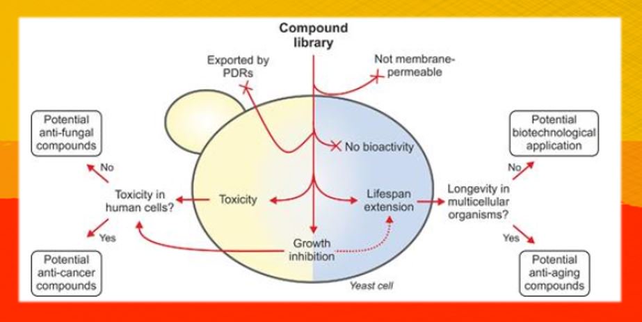 FEMSmicro's tweet image. Want to live forever? Browse the 9 MiniReviews in our new thematic issue on the latest research in #Yeast #Aging and #Cell #Death:

bit.ly/Yeast-aging-ce…

Image from 'Yeast as a tool to identify anti-aging compounds' ow.ly/Hxas30mgrJw 

#antiaging #compounds #FEMSJournals