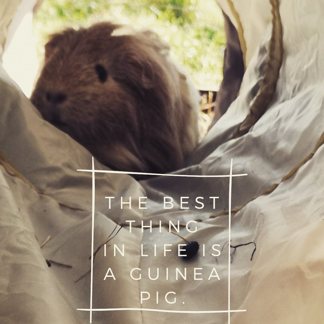 #earlymorningmotivation #morning #breakfast #Hotel #hotels #groom #guineapig #cavy #luxurypetboarding #guineapigs #guineapigsofinstagram #guineapigboarding