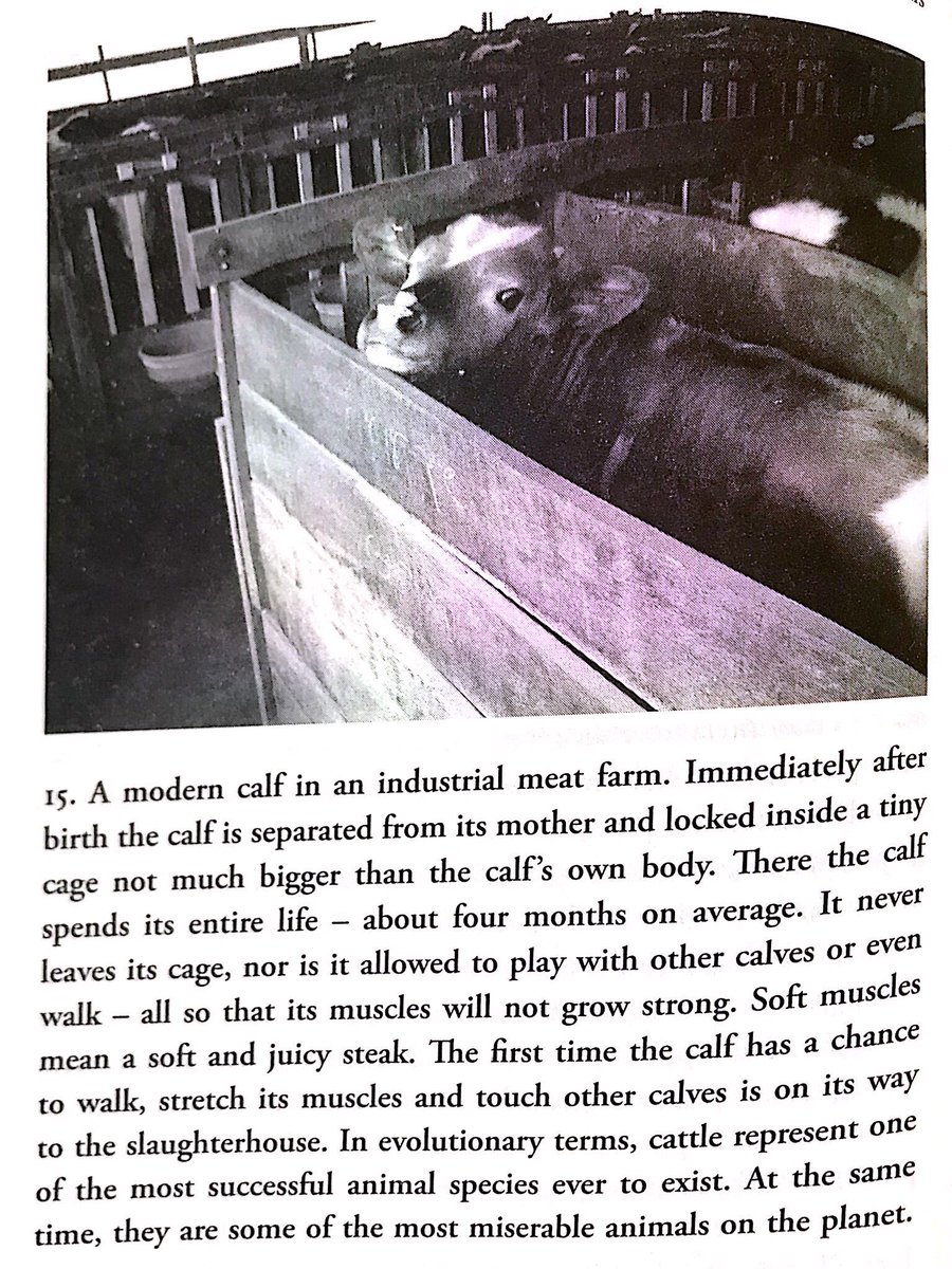 coolquotient's tweet photo. 4/5
Example 3,
Many dairy cows live all their lives inside a small enclosur; standing sitting and sleeping in their own urine  and excrement. Their receive their dose of food, hormones and medicines from one machine and get milked every few hours from another machine. https://t.co/IO1jEVeuki