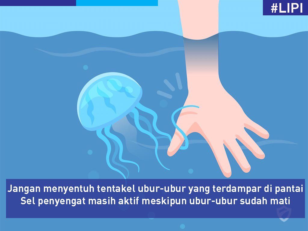 медуза пушечное ядро. медузы лечат. медузы лечат. пурпурополосая медуза. медузы эстетика.