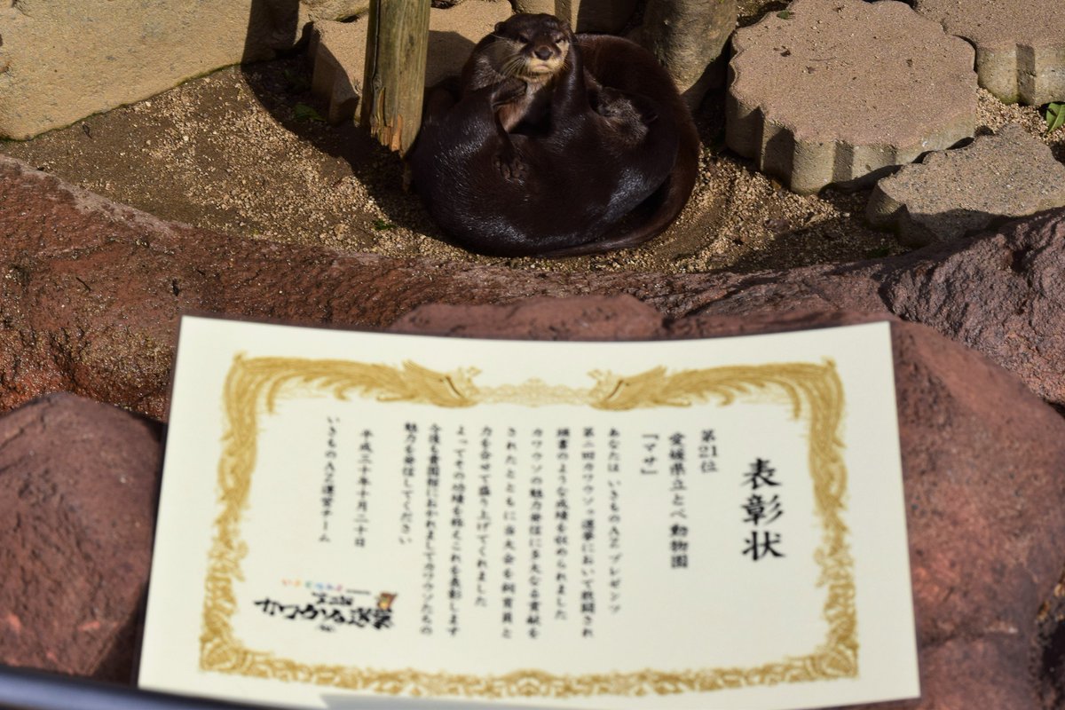 愛媛県立とべ動物園 公式 第二回カワウソゥ選挙 最終結果が発表され とべ動物園 から出獺したコツメカワウソのマサは 獲得票数5816票で21位 中四国ブロック3位と善戦 皆様たくさんの投票ありがとうございました とべ動物園 リトルワールド
